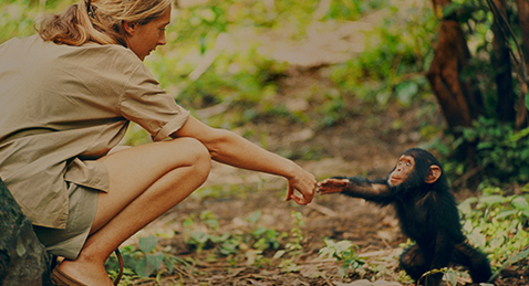 Still image of Jane Goodall interacting with a baby gorilla from the film Jane.