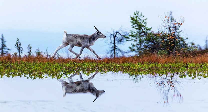 A young Reindeer runs across a field form the film Ailo: Une Odysée en Laponie (Ailo: A Reindeer’s Journey)
