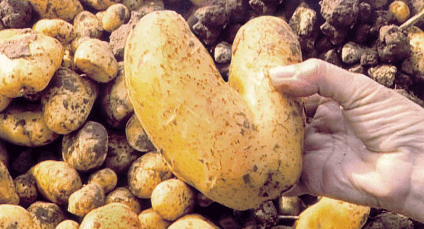 a hand holds a heart shaped potato from the film The Gleaners and I