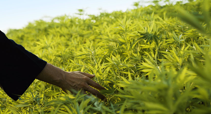 a hand in a cannabis field from the film Human-Cannabis II: ASA